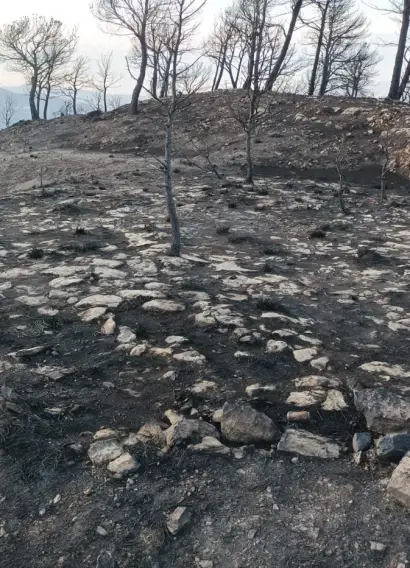 terreno-quemado